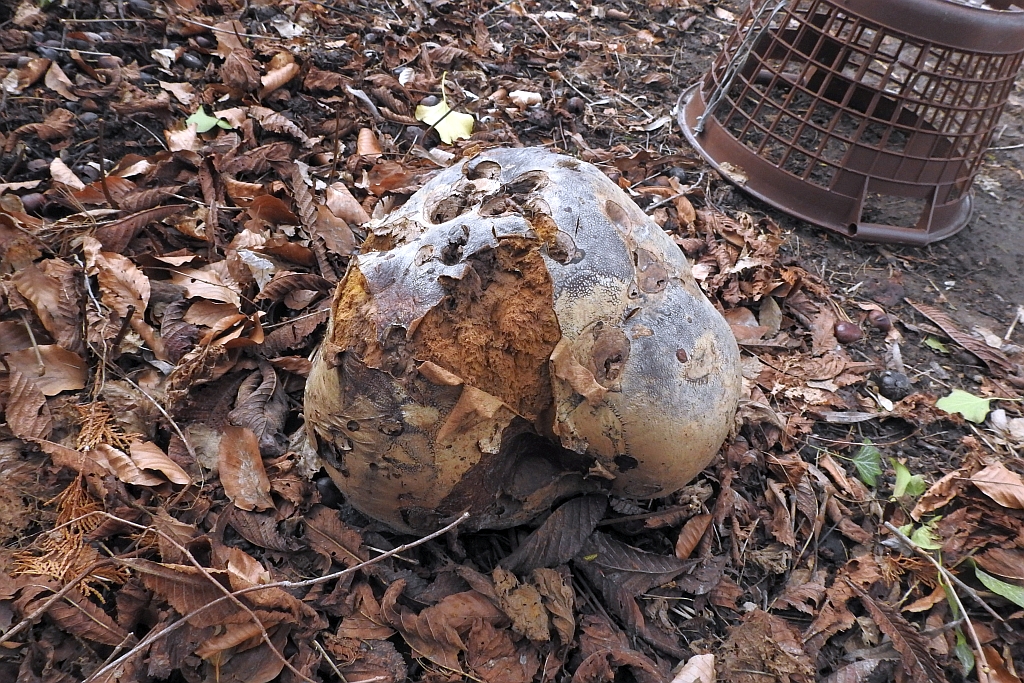 calvatia_gigantea_5c.JPG