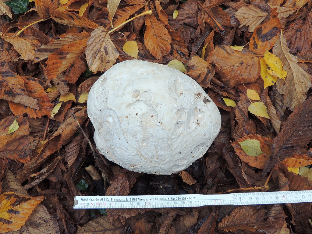 calvatia_gigantea_6a.JPG