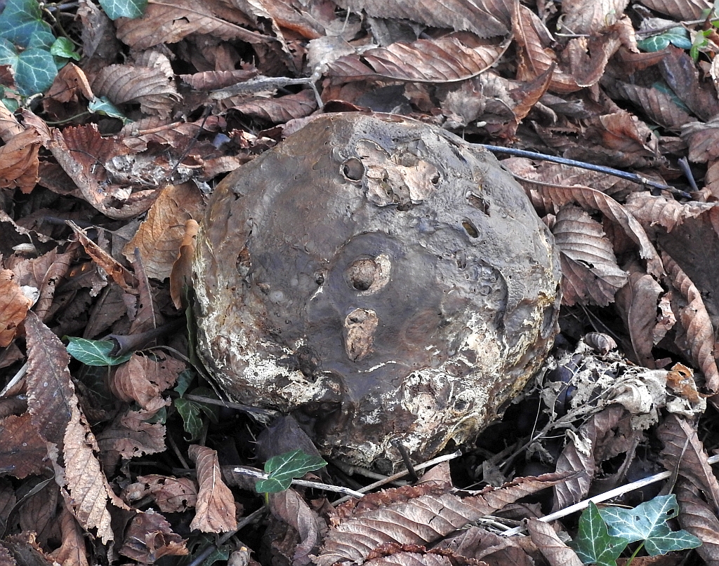 calvatia_gigantea_6b.jpg