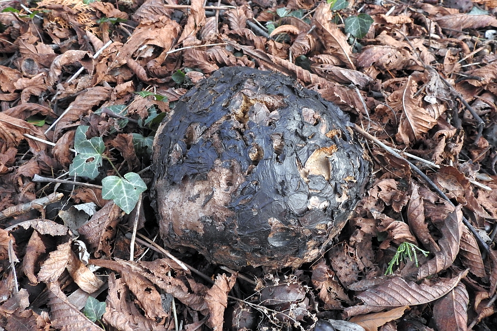 calvatia_gigantea_6c.jpg