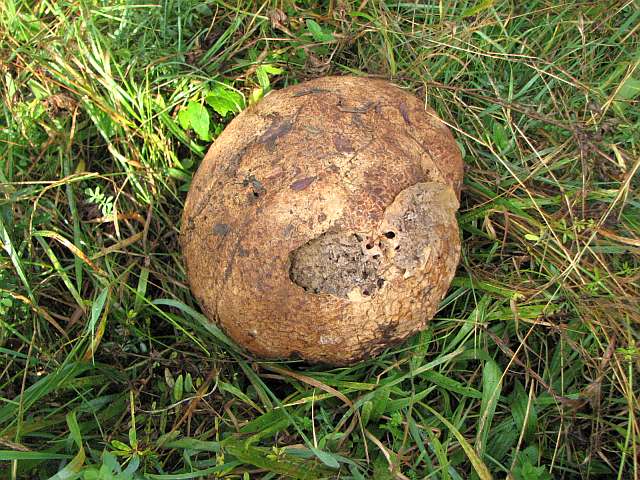 calvatia_gigantea_7.jpg