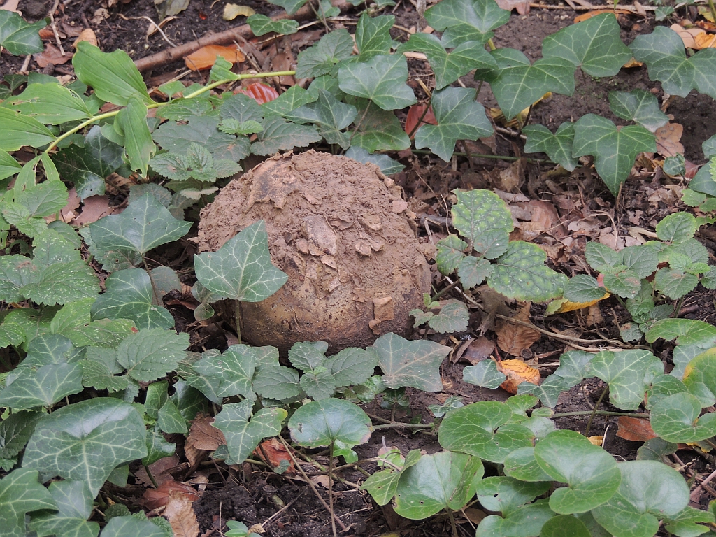 calvatia_gigantea_8a.jpg