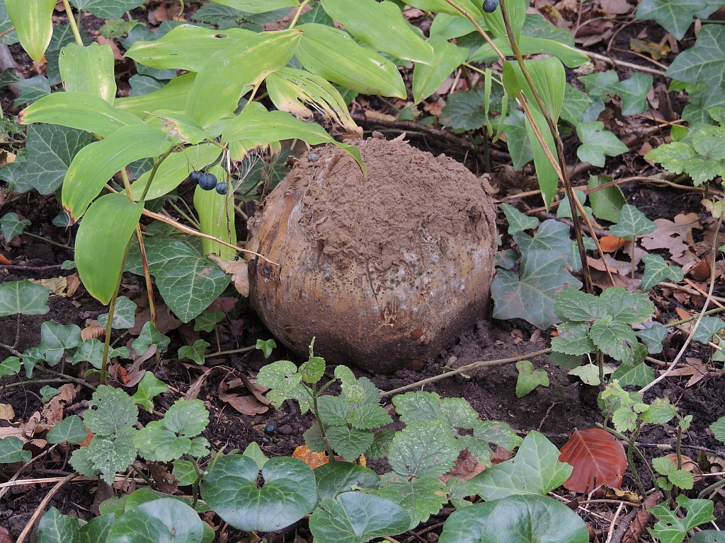 calvatia_gigantea_8b.jpg