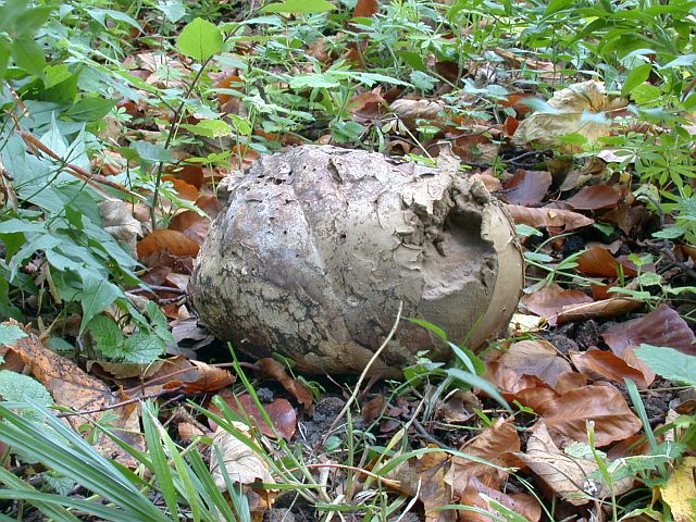 calvatia_gigantea_9.jpg