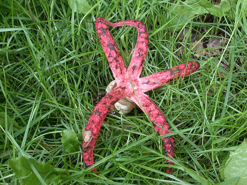 clathrus_archeri_2.jpg