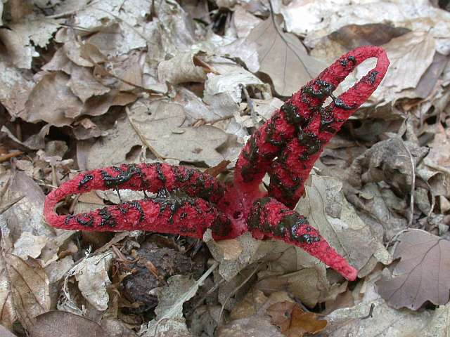 clathrus_archeri_3.jpg