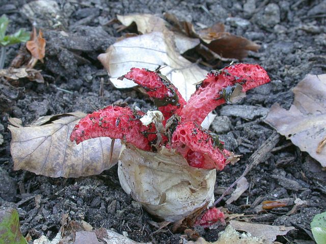 clathrus_archeri_3a.jpg