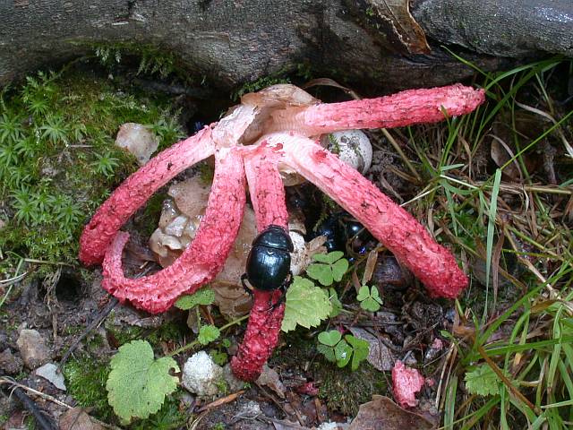 clathrus_archeri_4b.jpg