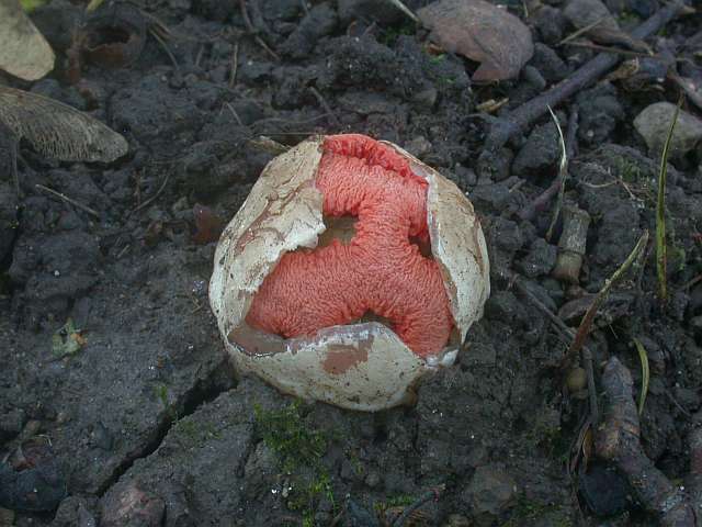 clathrus_ruber_2a.jpg