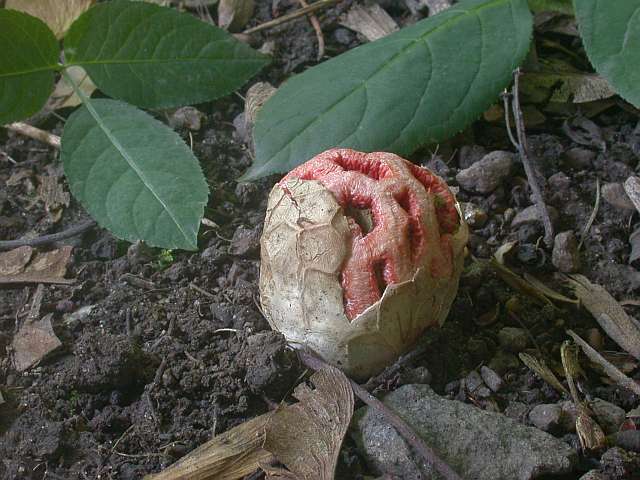 clathrus_ruber_2b.jpg