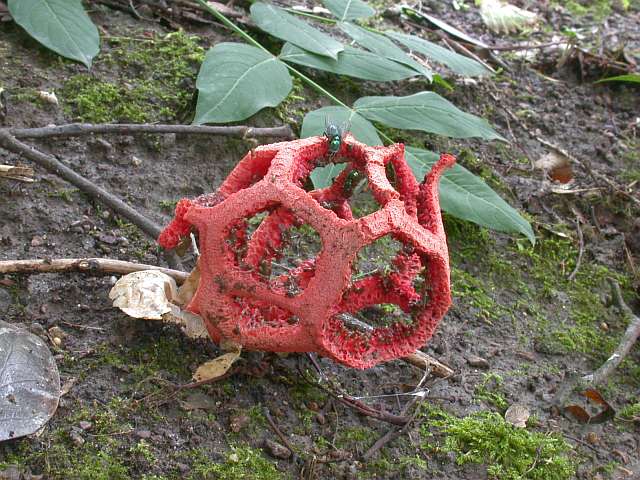 clathrus_ruber_4.jpg