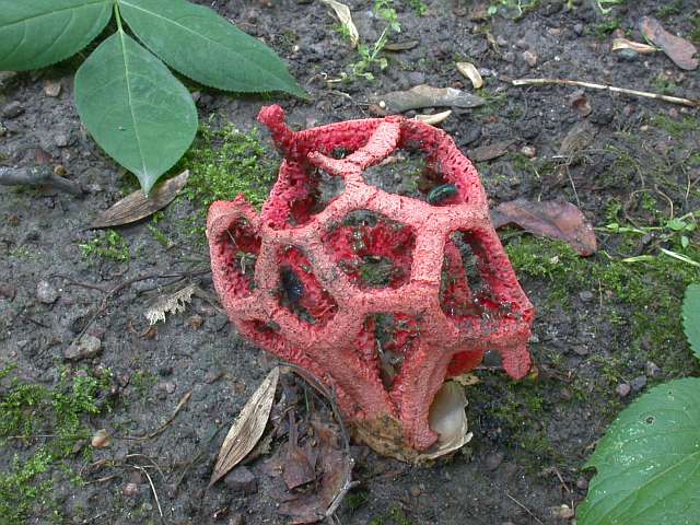 clathrus_ruber_5.jpg