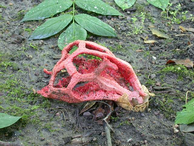 clathrus_ruber_6.jpg
