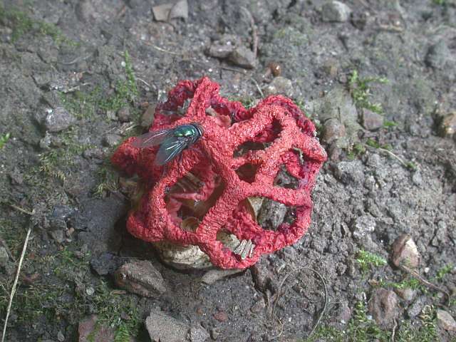 clathrus_ruber_7.jpg