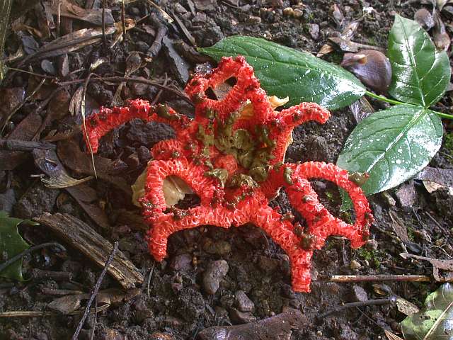 clathrus_ruber_8.jpg