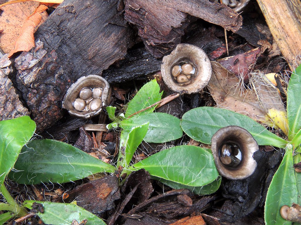 cyathus_olla_1b.jpg