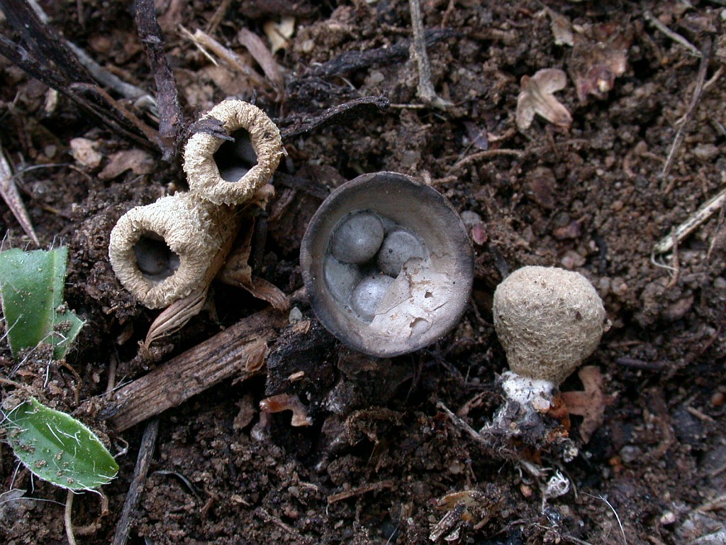 cyathus_olla_3b.jpg