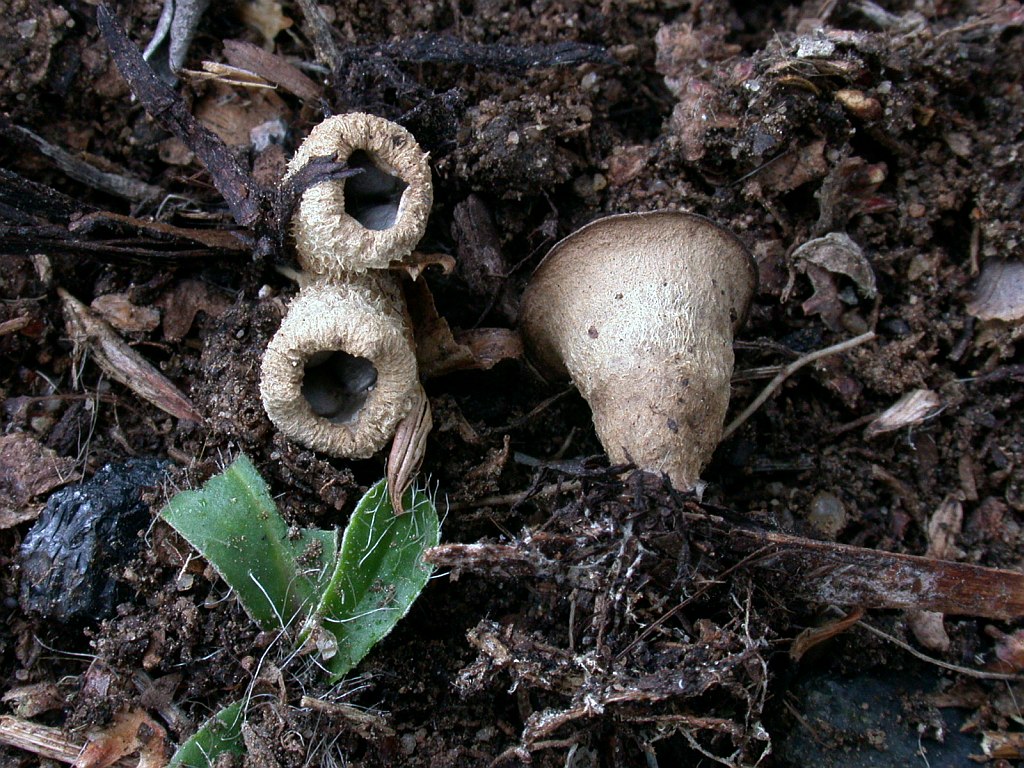 cyathus_olla_3c.jpg
