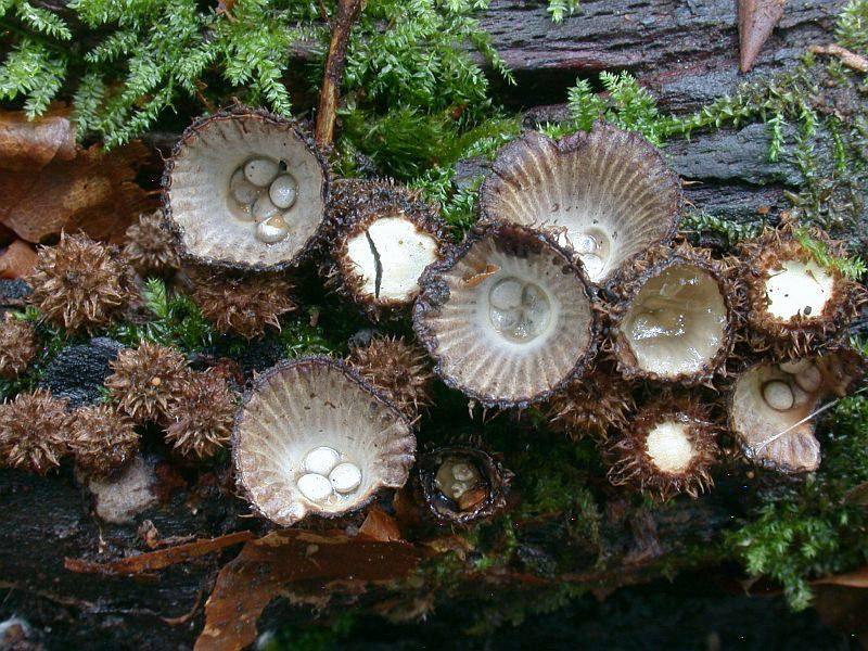 cyathus_striatus_1.jpg