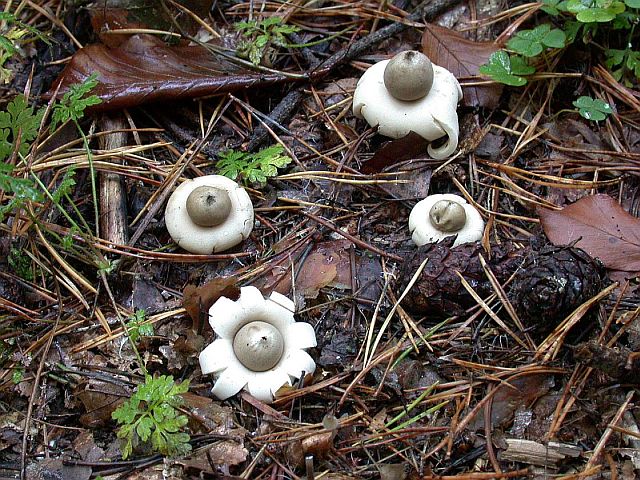 geastrum_fimbriatum.jpg