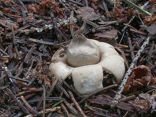 geastrum_fimbriatum_1.jpg