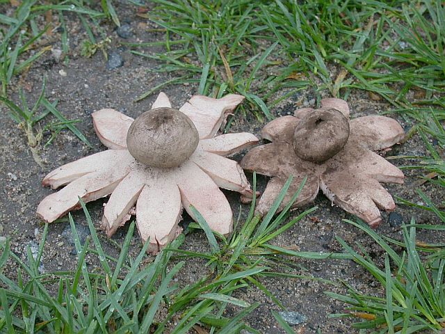 geastrum_rufescens.jpg
