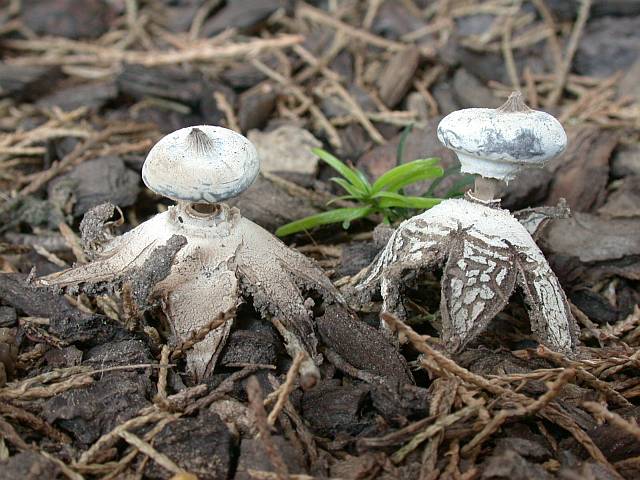 geastrum_striatum_1.jpg