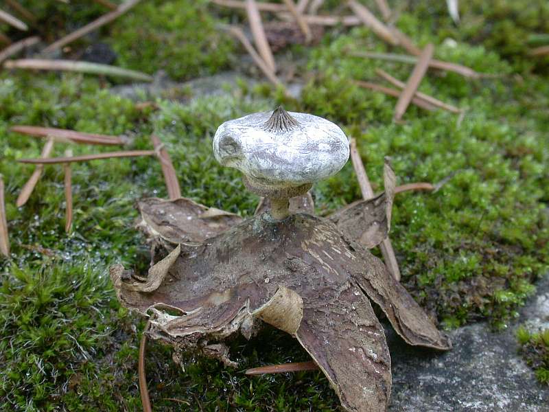 geastrum_striatum_2.jpg