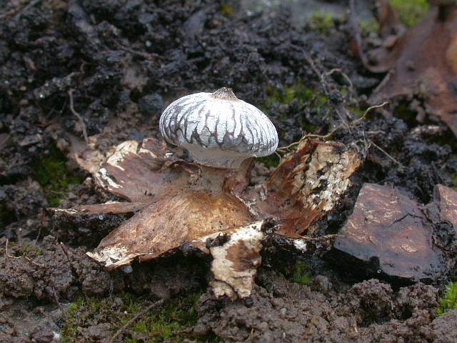 geastrum_striatum_3.jpg