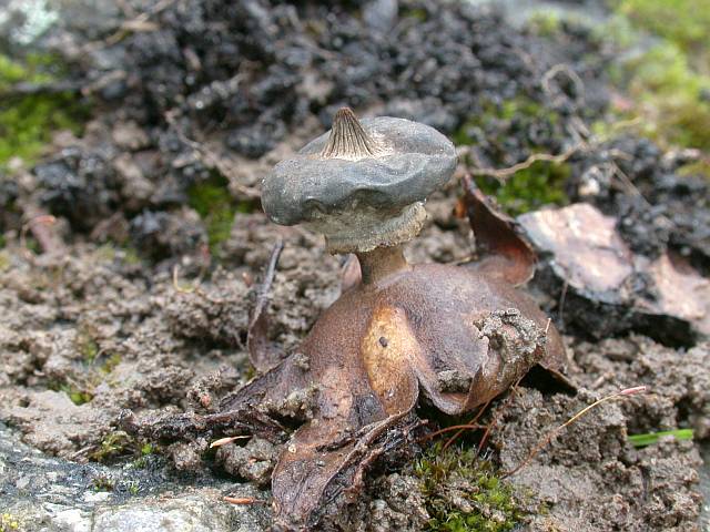 geastrum_striatum_4.jpg