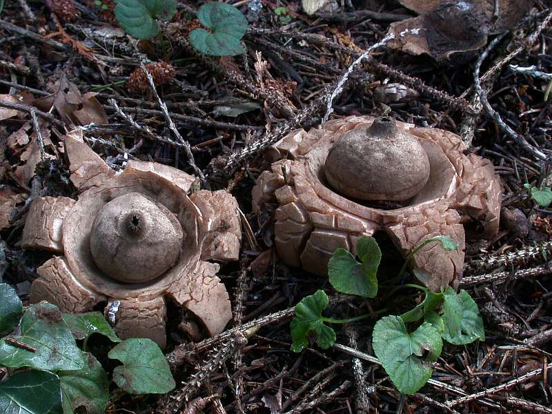 geastrum_triplex.jpg