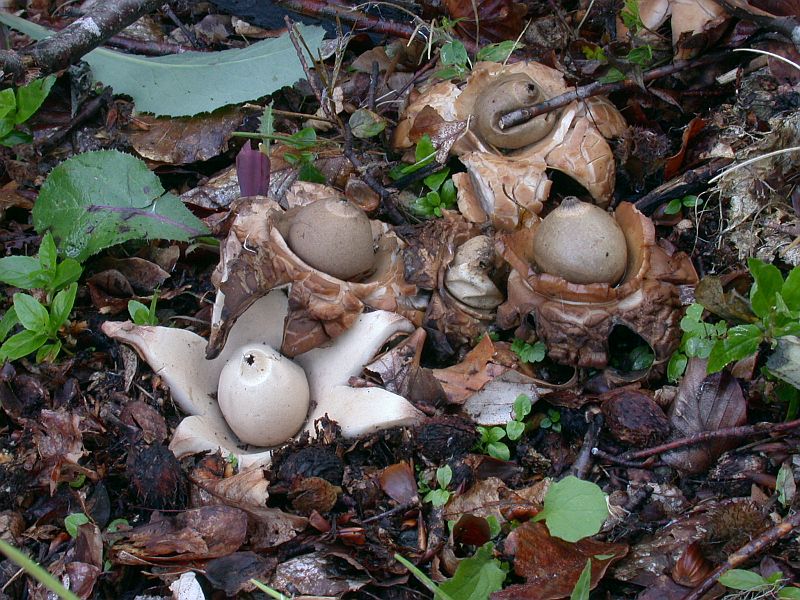 geastrum_triplex_2.jpg