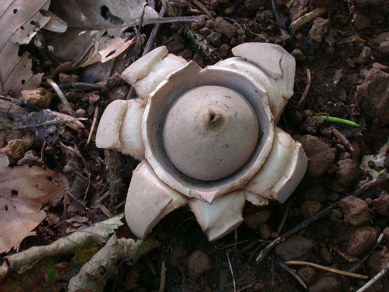 geastrum_triplex_3.jpg