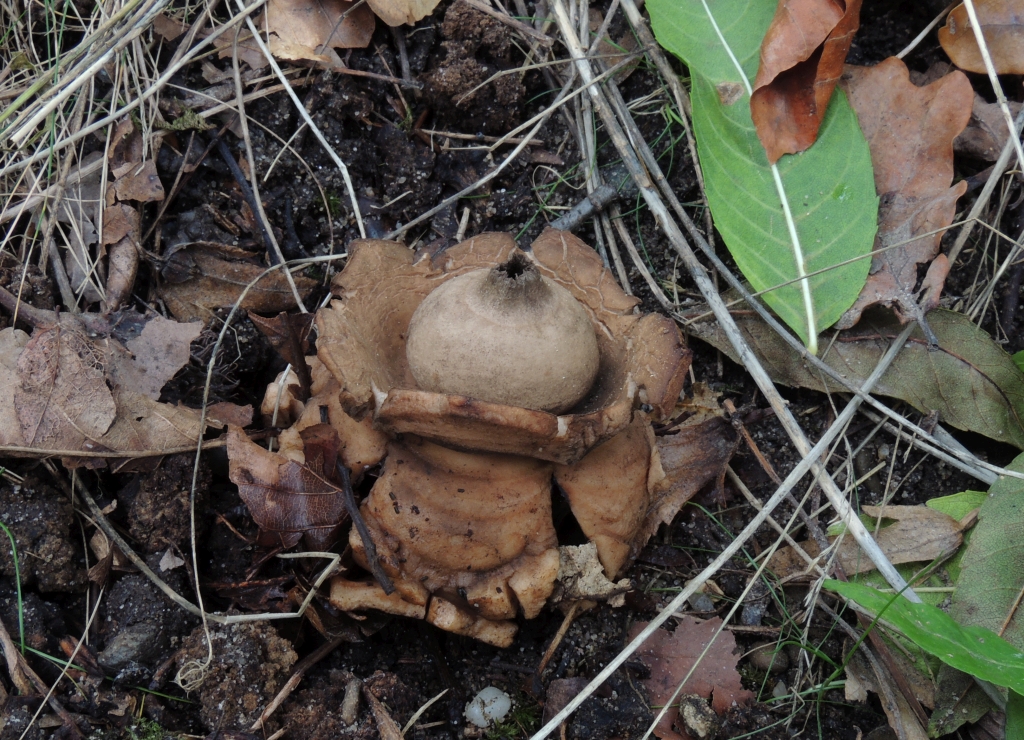 geastrum_triplex_4.jpg