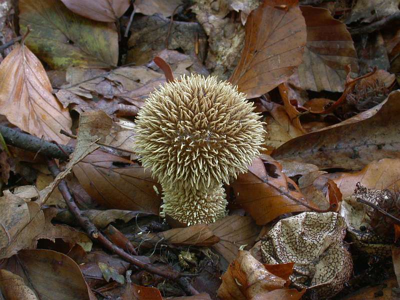 lycoperdon_echinatum_1.jpg