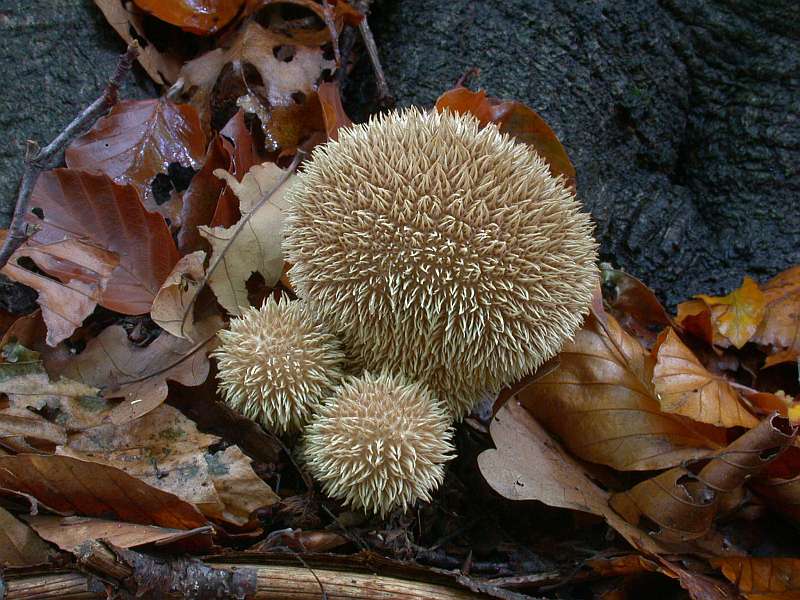 lycoperdon_echinatum_2.jpg