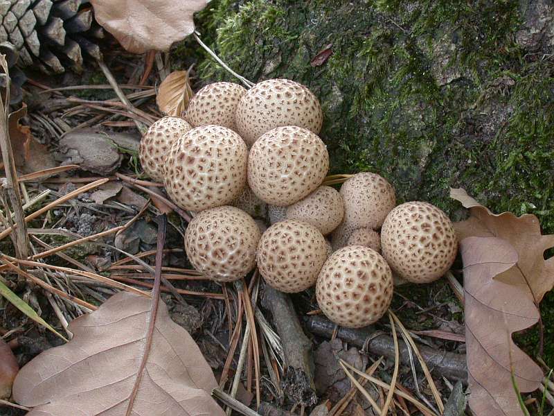 lycoperdon_foetidum_1.jpg