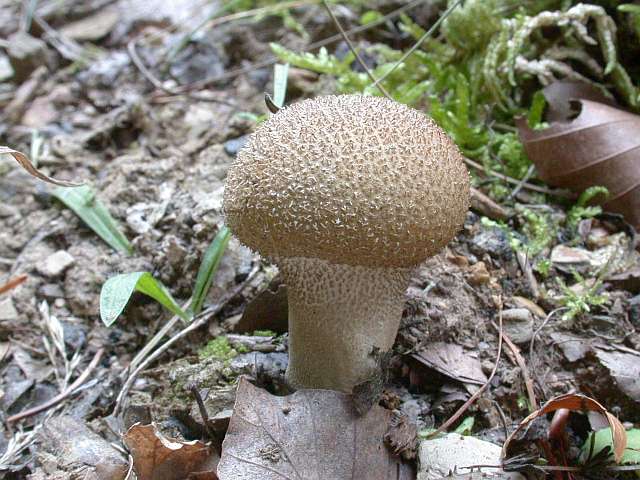 lycoperdon_foetidum_2.jpg