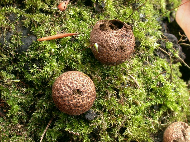 lycoperdon_foetidum_3a.jpg