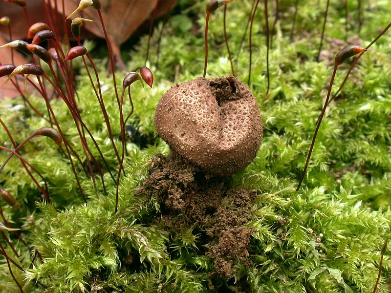 lycoperdon_foetidum_3b.jpg