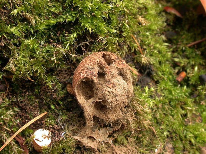 lycoperdon_foetidum_3c.jpg