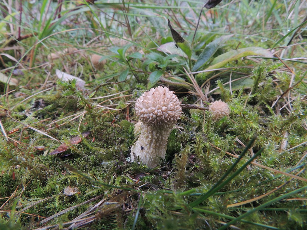lycoperdon_foetidum_4b.jpg