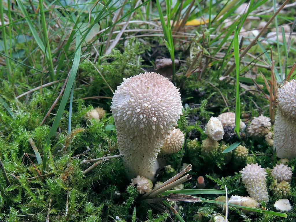 lycoperdon_foetidum_4bb.jpg