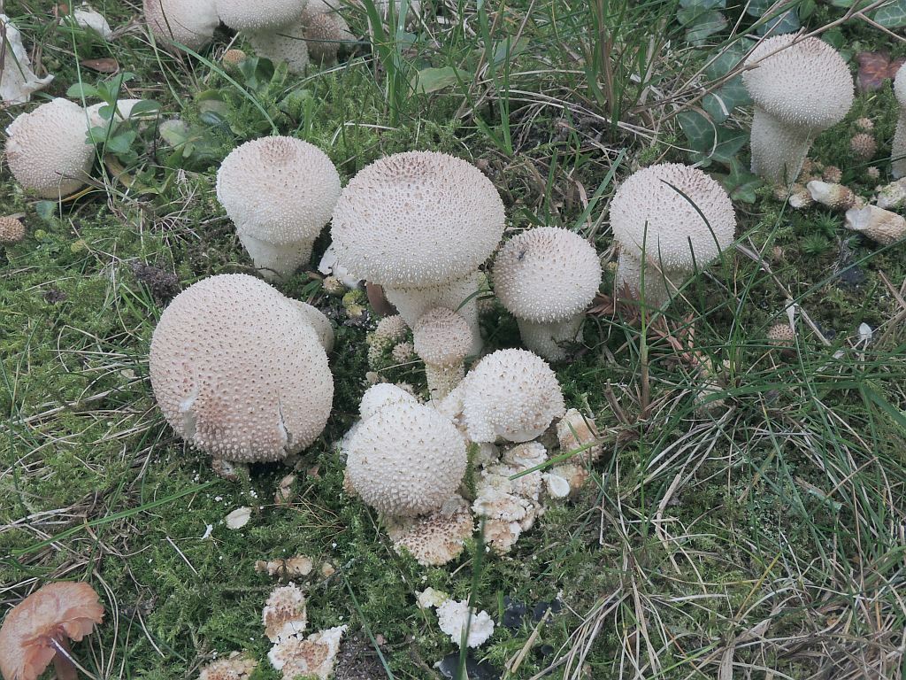 lycoperdon_foetidum_5a.jpg