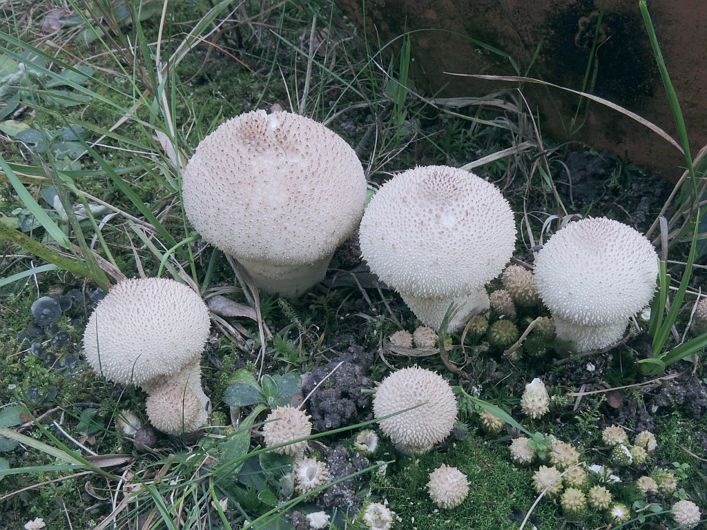 lycoperdon_foetidum_5b.jpg