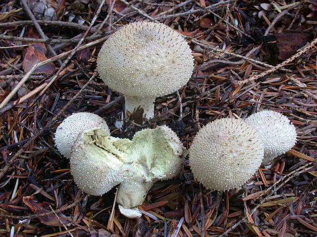 lycoperdon_perlatum.jpg