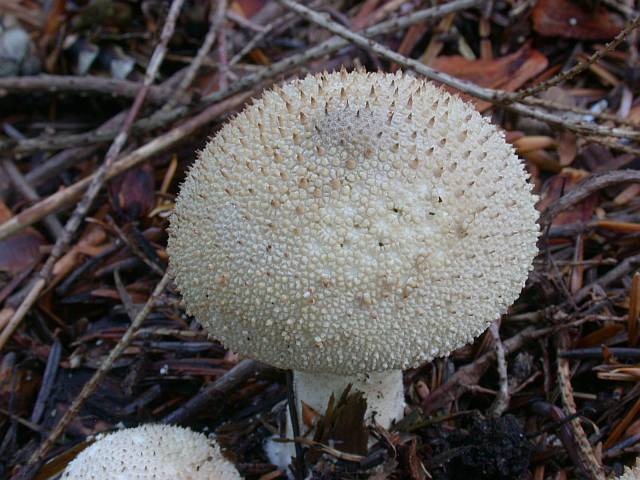 lycoperdon_perlatum_2.jpg