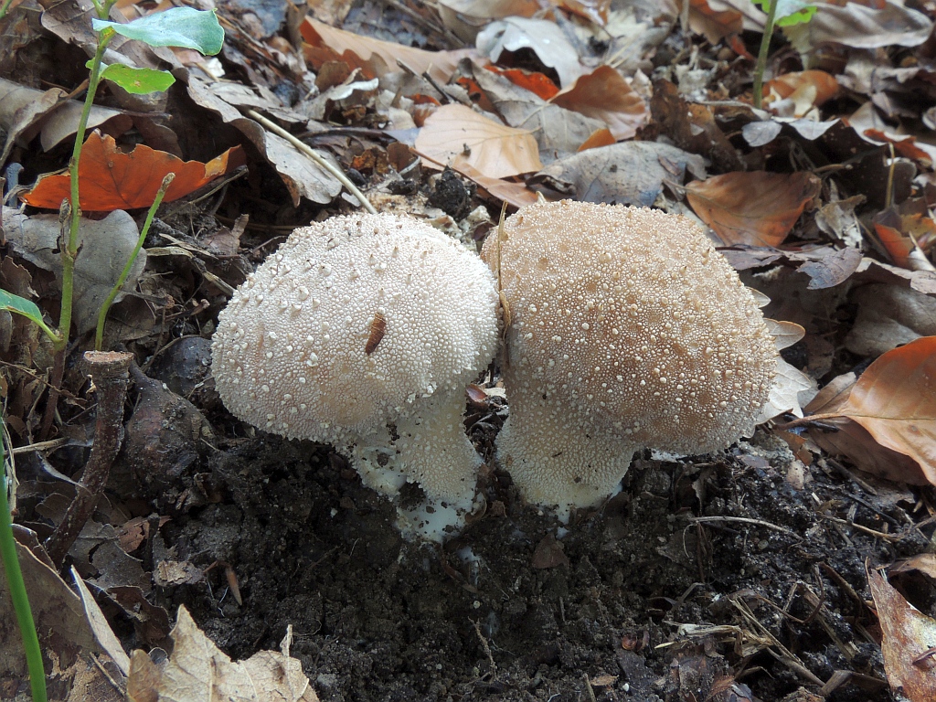 lycoperdon_perlatum_3a.jpg