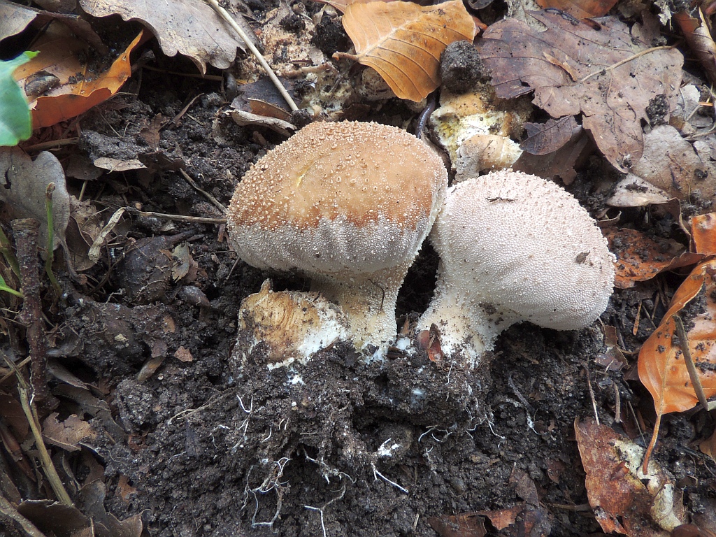 lycoperdon_perlatum_3b.jpg