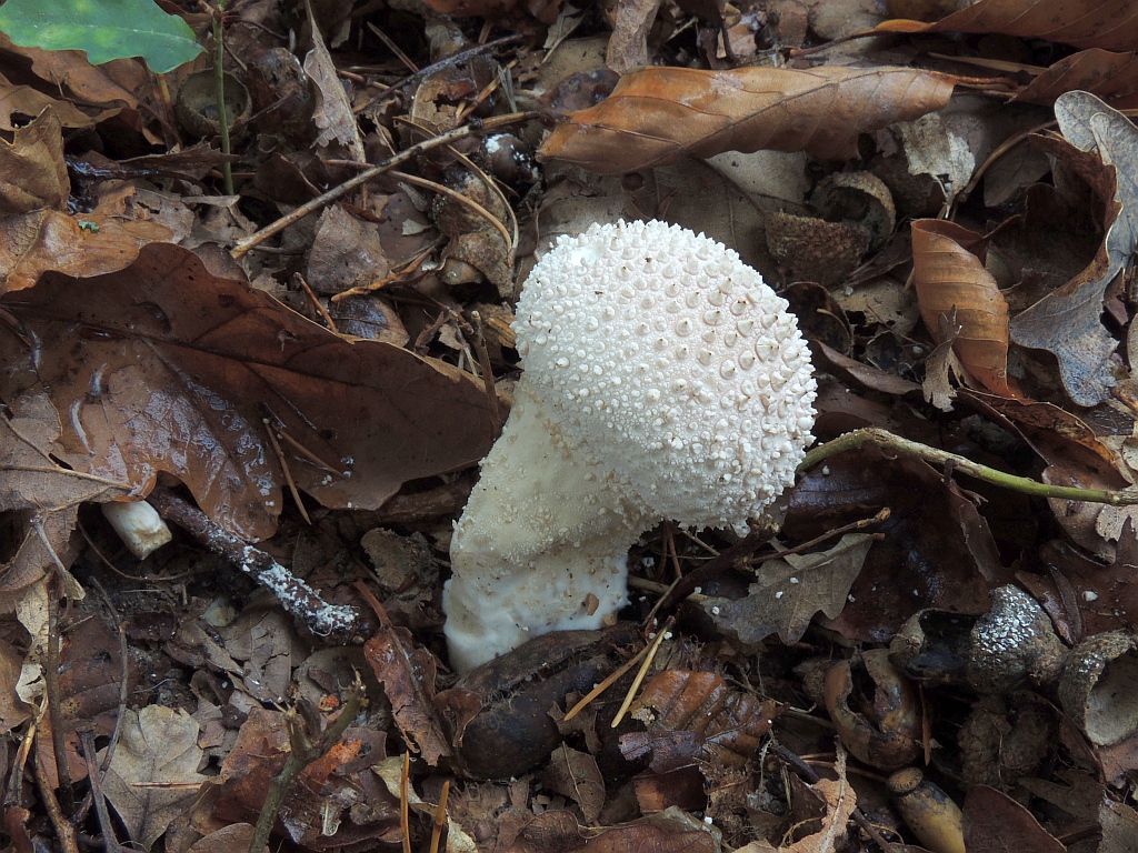 lycoperdon_perlatum_4a.jpg
